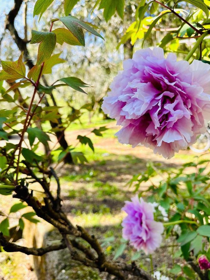 Podere Degli Ulivi Family Villa Serravalle Pistoiese Dış mekan fotoğraf